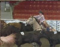 Tyler and Rileys Teardrop, team penning at the Canadian National Team Penning Finals.